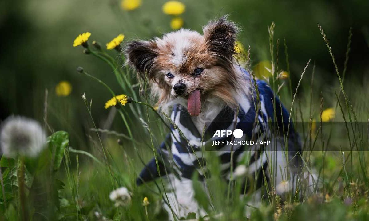 Elk perro tenía 30 años.