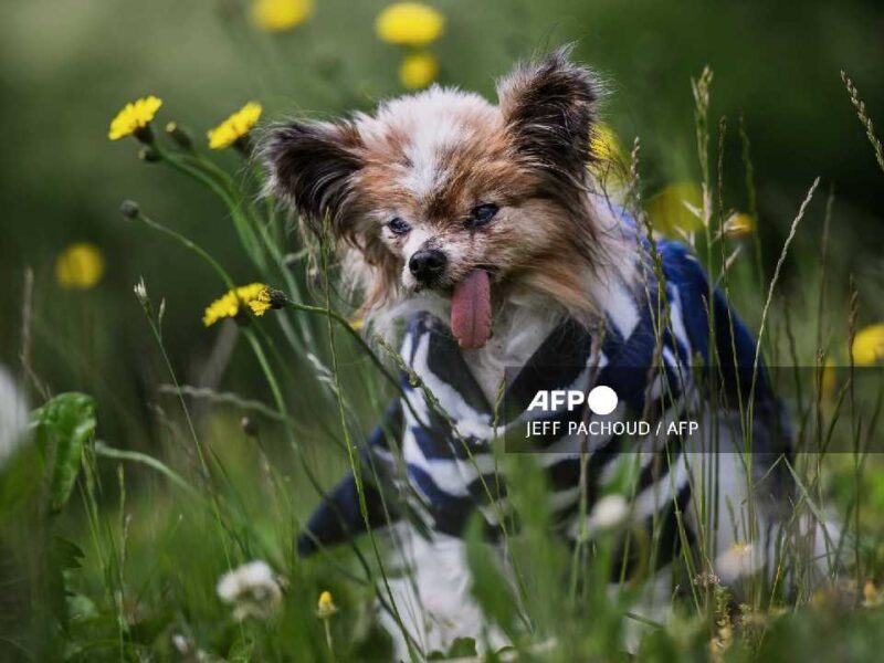 ¡Adiós Lazare! Perro que habría sido el más longevo del mundo muere a los 30 años en Francia