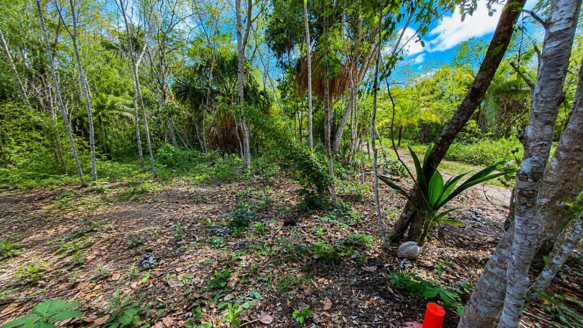 Fraude inmobiliario en Bacalar afecta a más de 200 familias