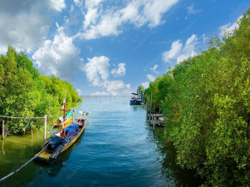 El laberinto del manglar: Así es la caótica (y costosa) carrera para resguardar barcos en Cancún