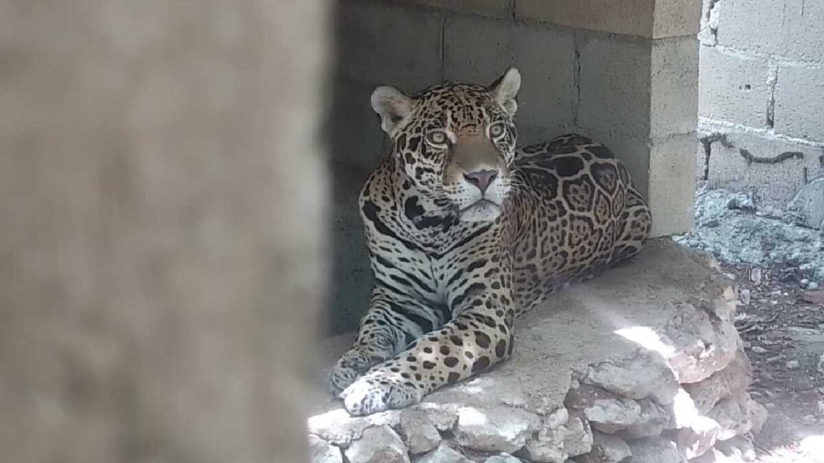 Rescatan a varias fieras y otros animales en Playa del Carmen,