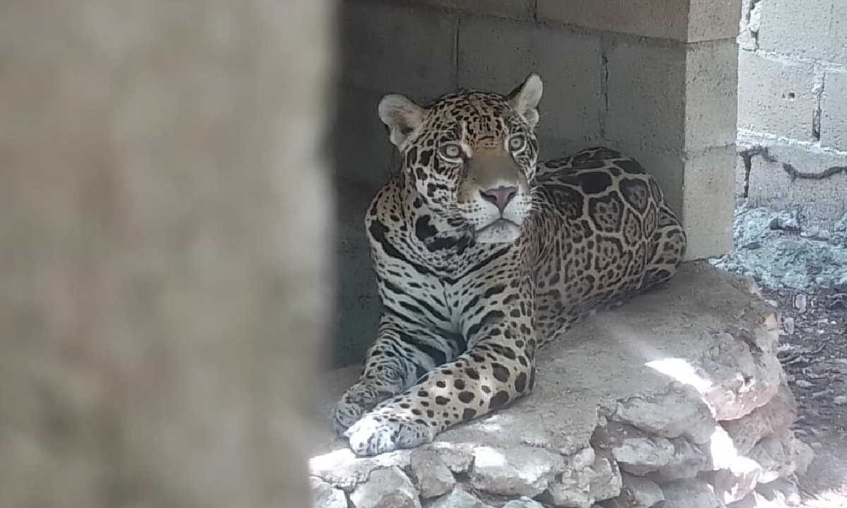 Rescatan a varias fieras y otros animales en Playa del Carmen,