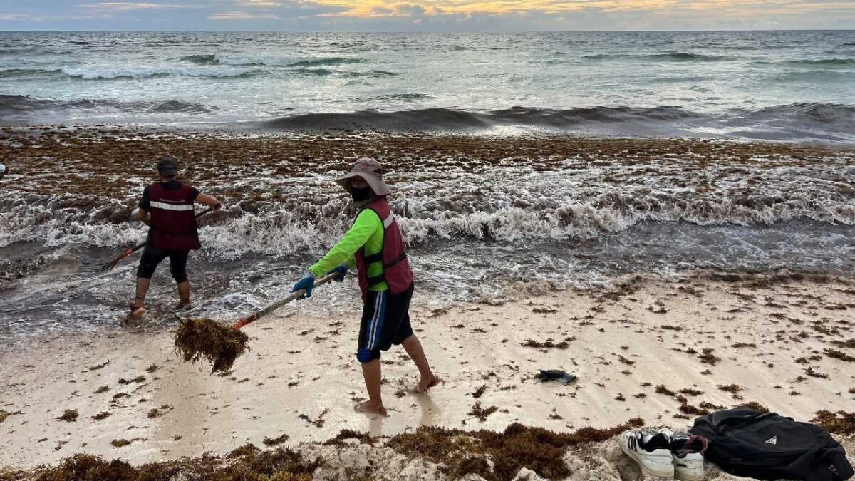 El retiro de sargazo de las playas es constante.