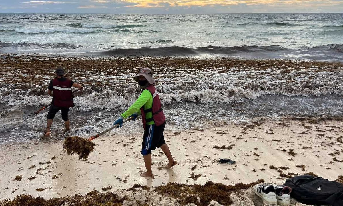 El retiro de sargazo de las playas es constante.