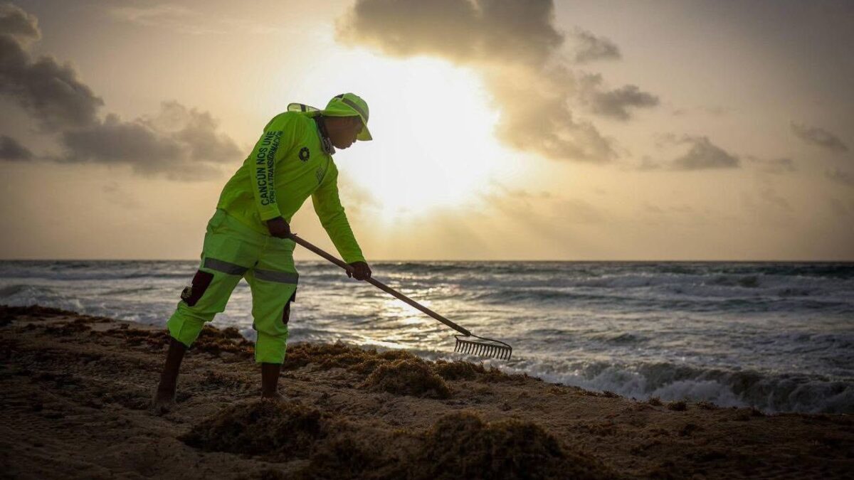 Semáforo del sargazo Quintana Roo: ¿Qué playas están limpias?