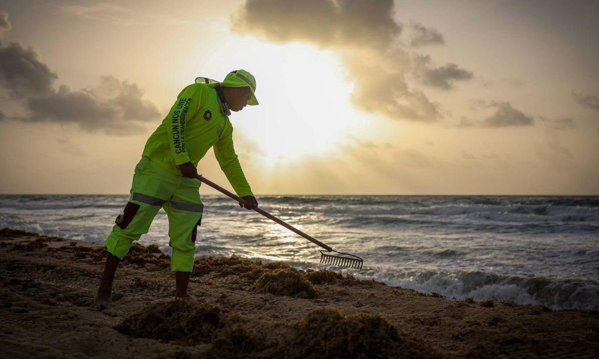 Semáforo del sargazo Quintana Roo: ¿Qué playas están limpias?