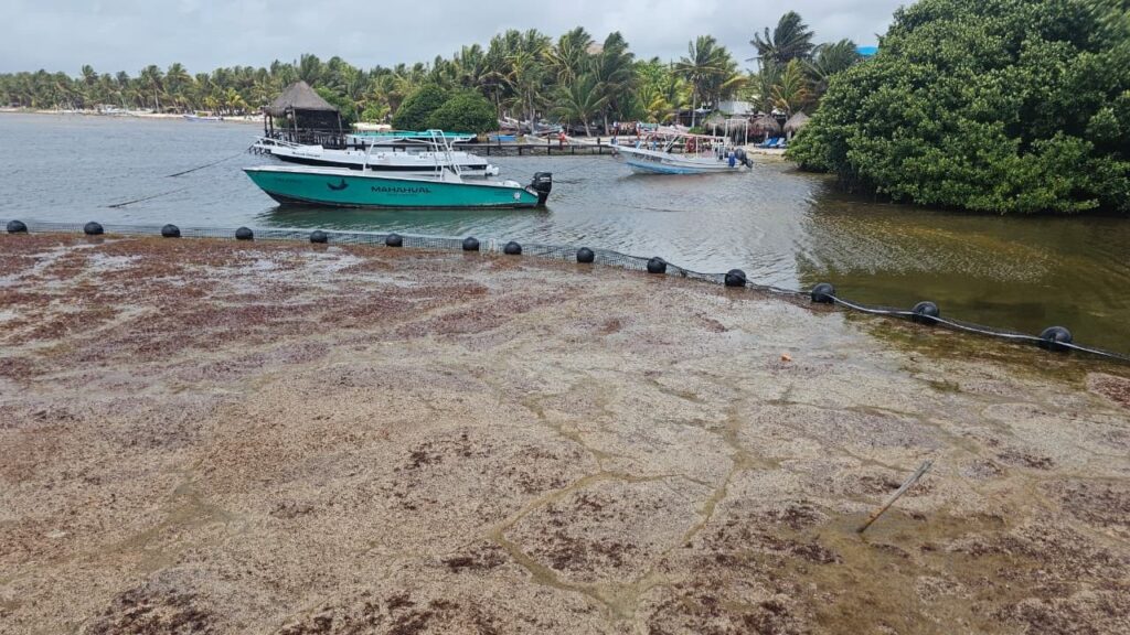 Sargazo en Mahahual 2026: Con sólo 30 trabajadores piden ayuda
