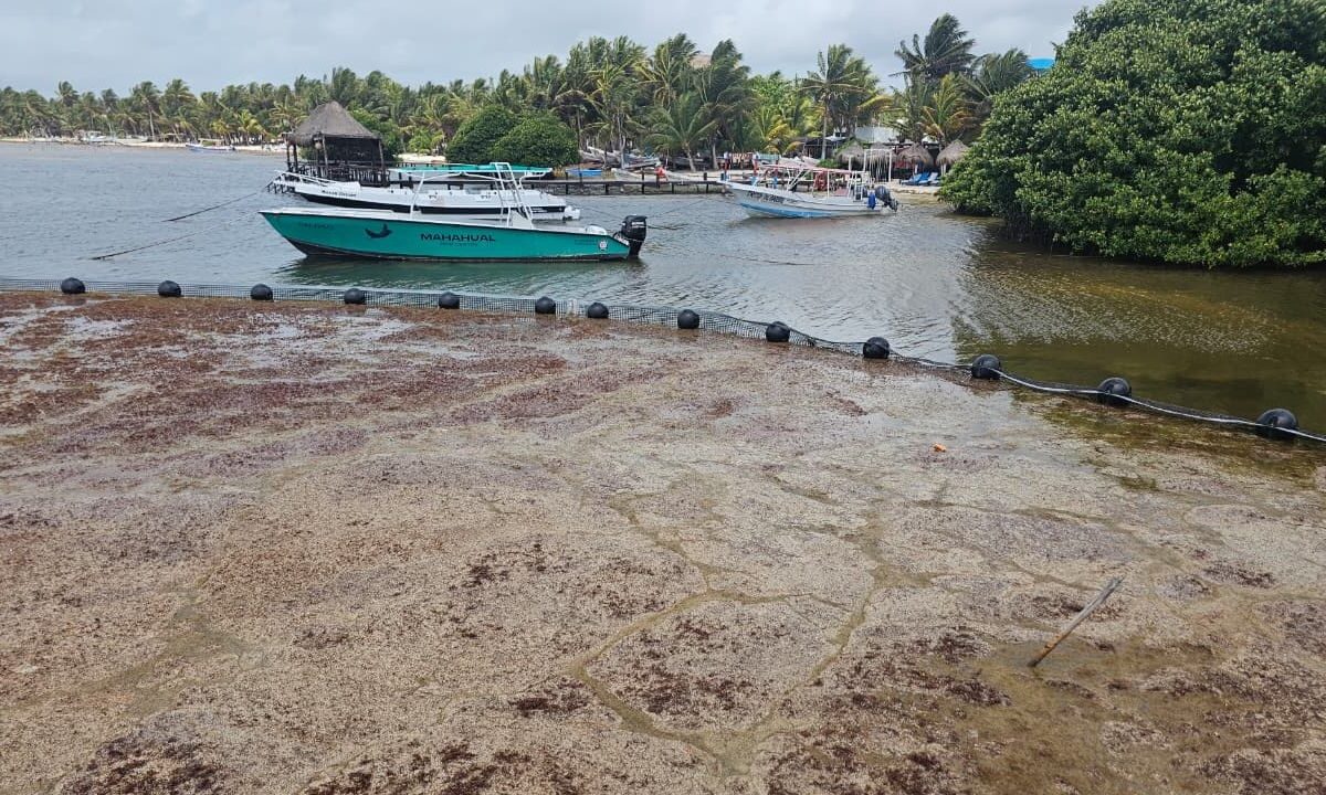 Sargazo en Mahahual 2026: Con sólo 30 trabajadores piden ayuda