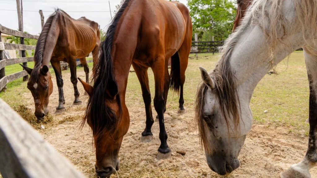 Bienestar animal en Tulum: Rescatan a 9 caballos desnutridos