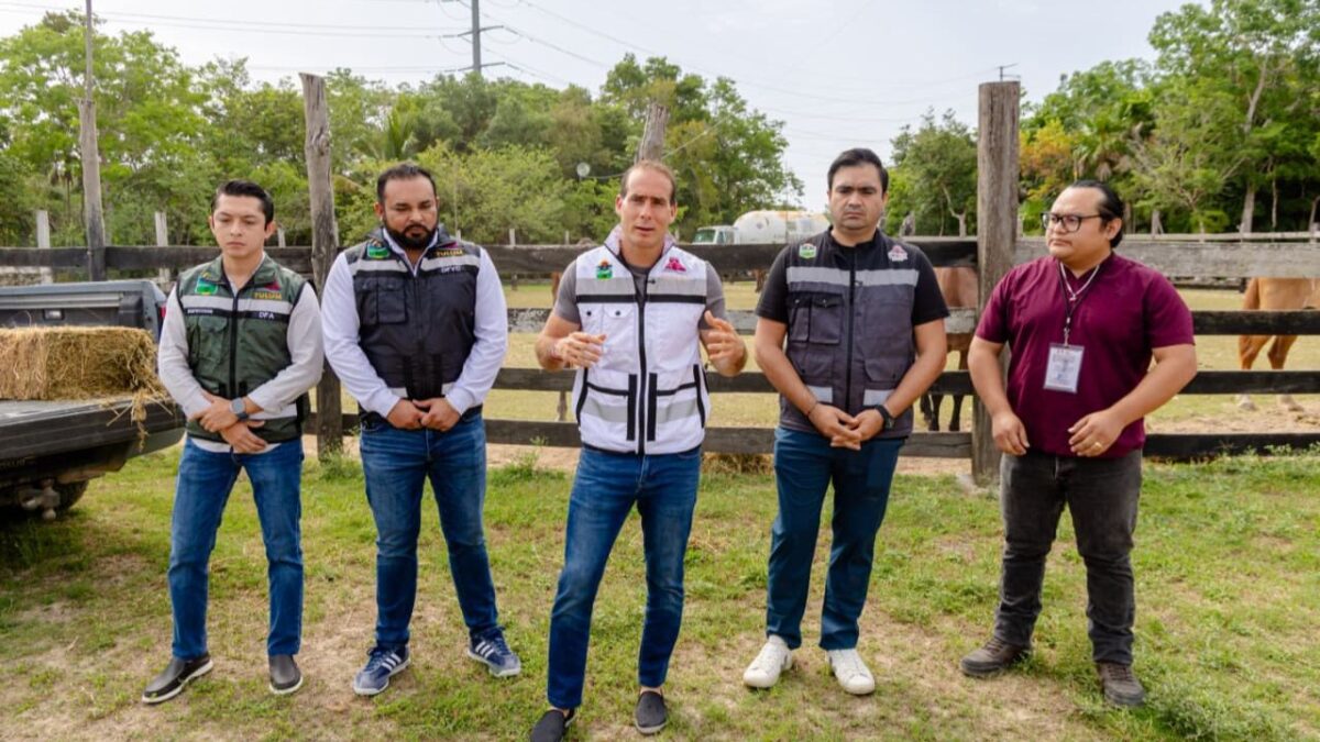 Bienestar animal en Tulum: Rescatan a 9 caballos desnutridos