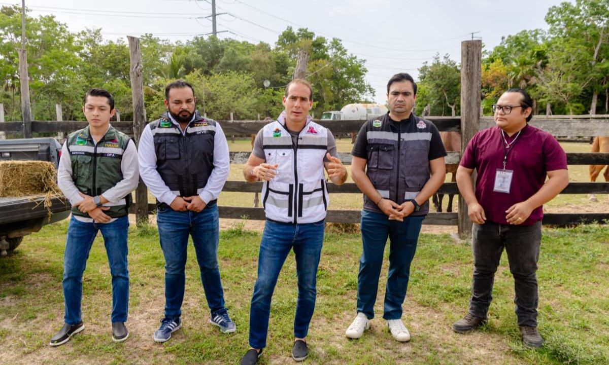 Bienestar animal en Tulum: Rescatan a 9 caballos desnutridos