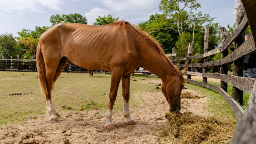 Bienestar animal en Tulum: Rescatan a 9 caballos desnutridos