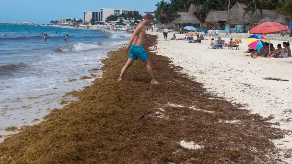 80 MDP contra sargazo en Playa del Carmen; turismo no sube