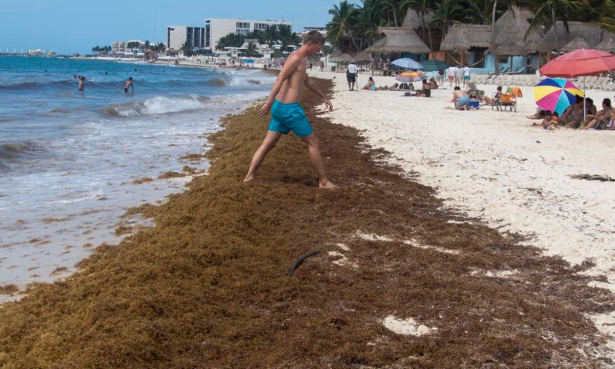80 MDP contra sargazo en Playa del Carmen; turismo no sube