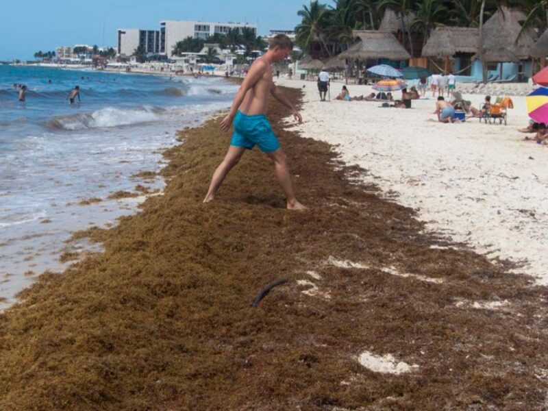 "El sargazo nos está ahogando": Negocios en Playa del Carmen no logran recuperarse pese a limpieza récord