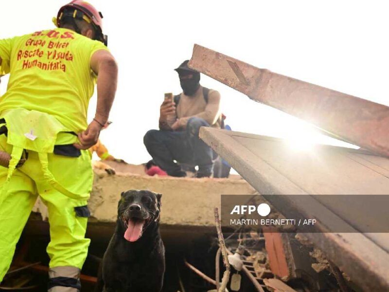 A contra reloj en Venezuela: perros rescatistas buscan sobrevivientes entre los escombros