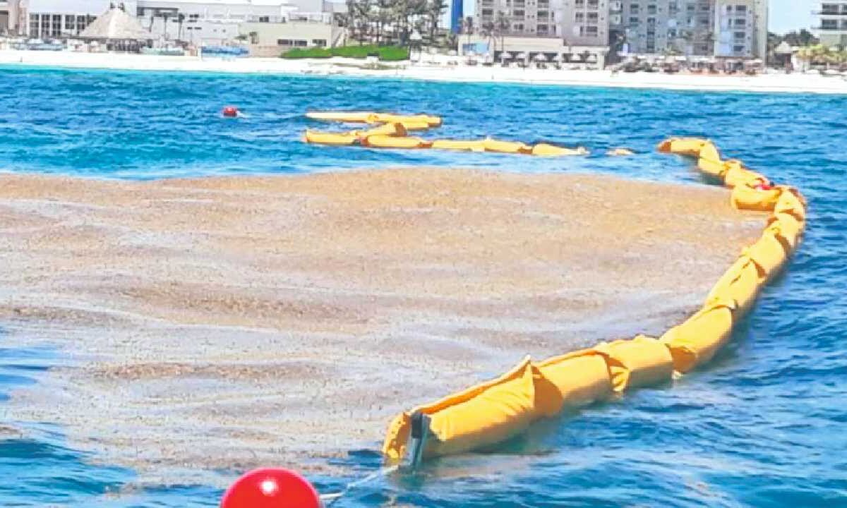 La macroalga enfrenta diversos restos.