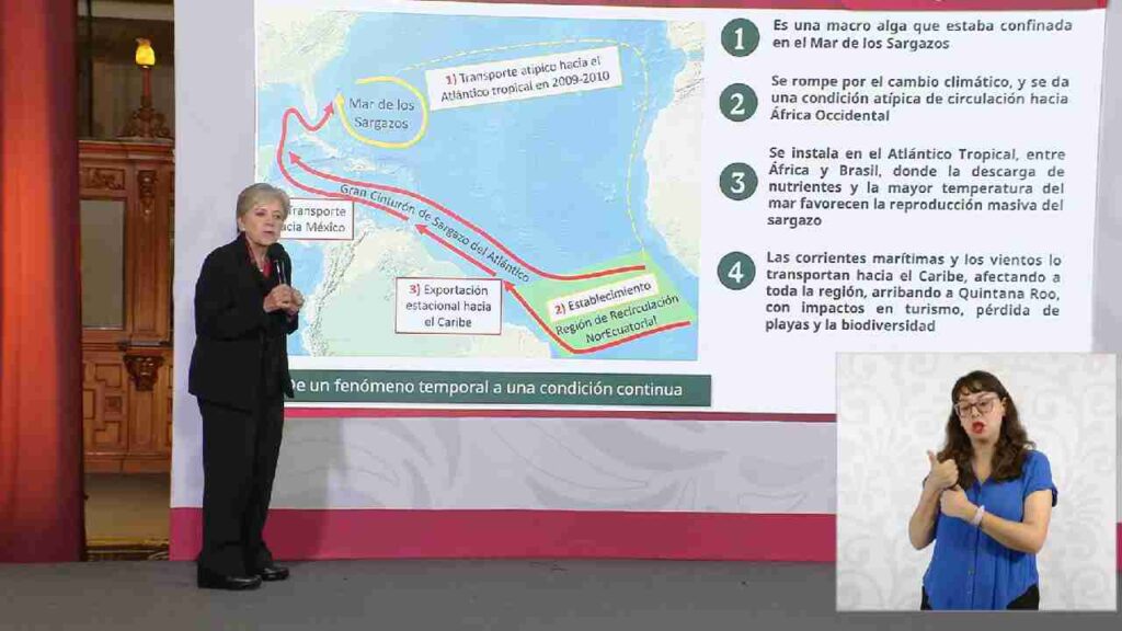 Habrá encuentro internacional sobre sargazo en Cancún.