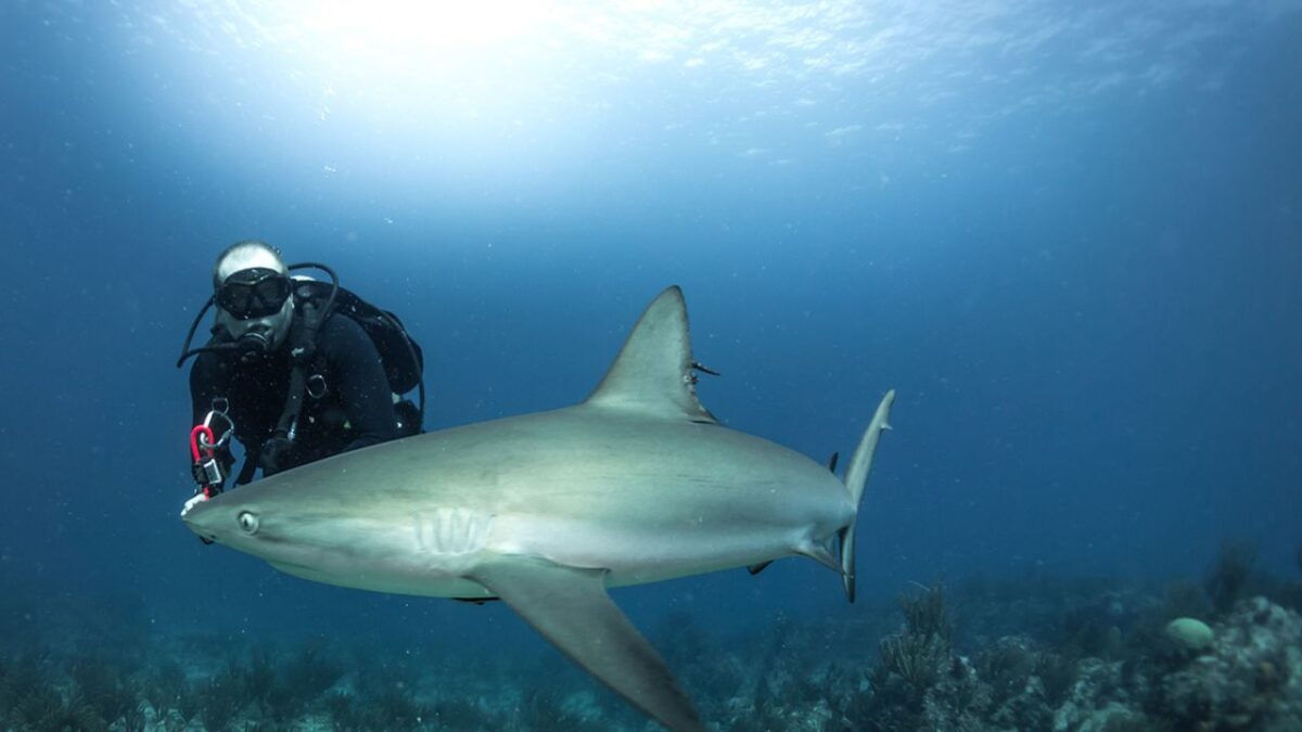 Playa del Carmen logra Indicación Geográfica por tiburón toro