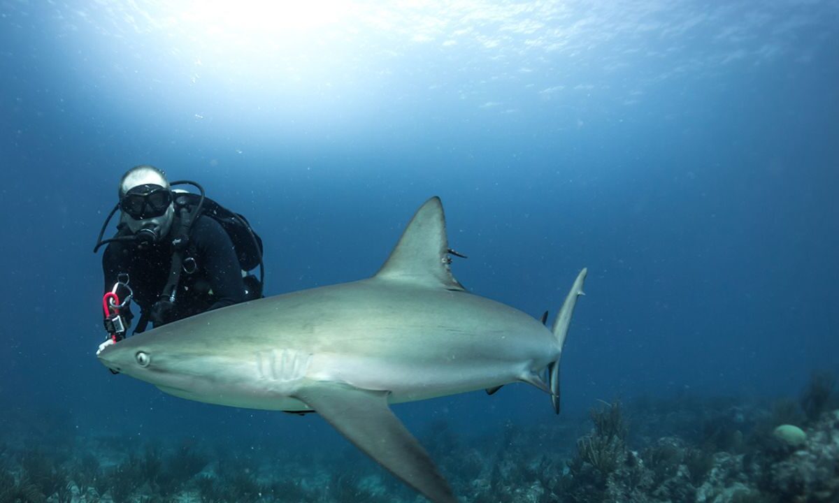 Playa del Carmen logra Indicación Geográfica por tiburón toro