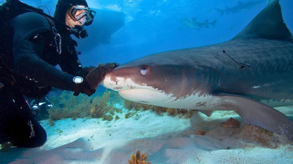 Playa del Carmen logra Indicación Geográfica por tiburón toro