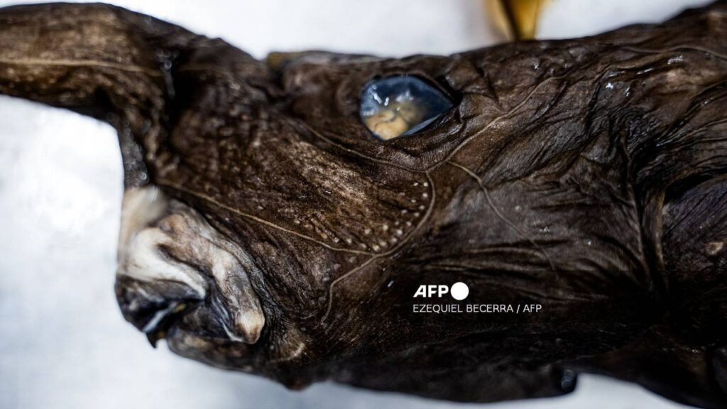Nueva especie de tiburón fantasma es descubierta en el Pacífico