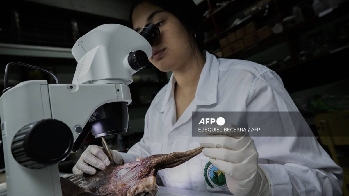 Nueva especie de tiburón fantasma es descubierta en el Pacífico