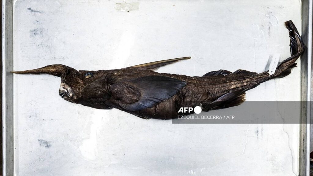 Nueva especie de tiburón fantasma es descubierta en el Pacífico