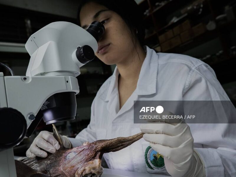 Descubren nueva especie de tiburón fantasma en el Pacífico