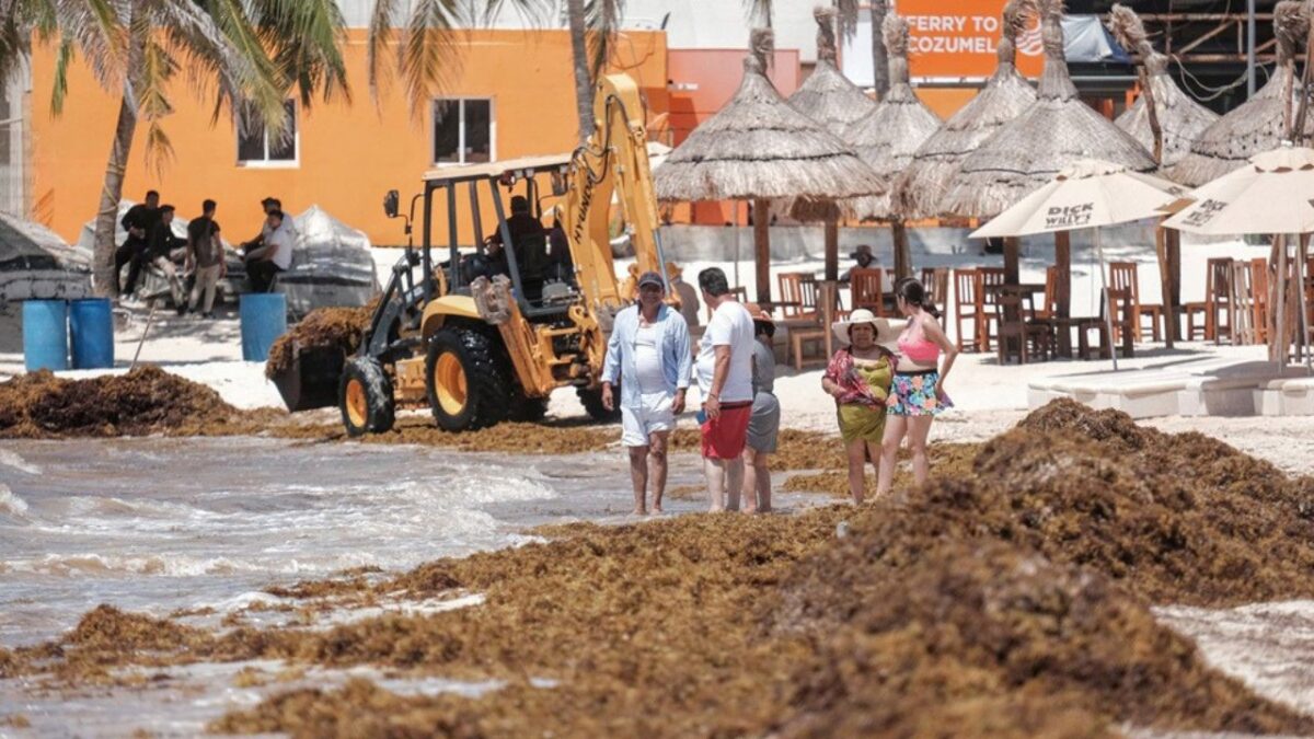 Podecibi Quintana Roo transformará el sargazo en industria