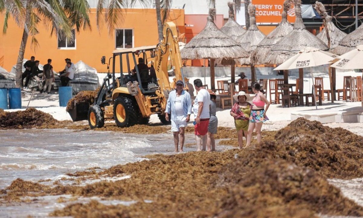 Podecibi Quintana Roo transformará el sargazo en industria