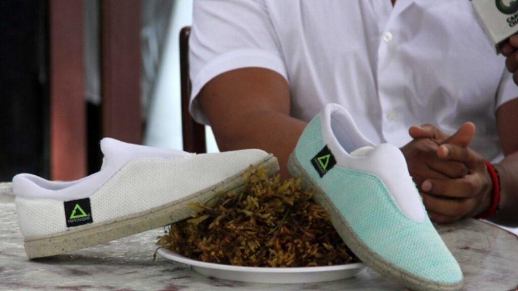 Podecibi Quintana Roo transformará el sargazo en industria