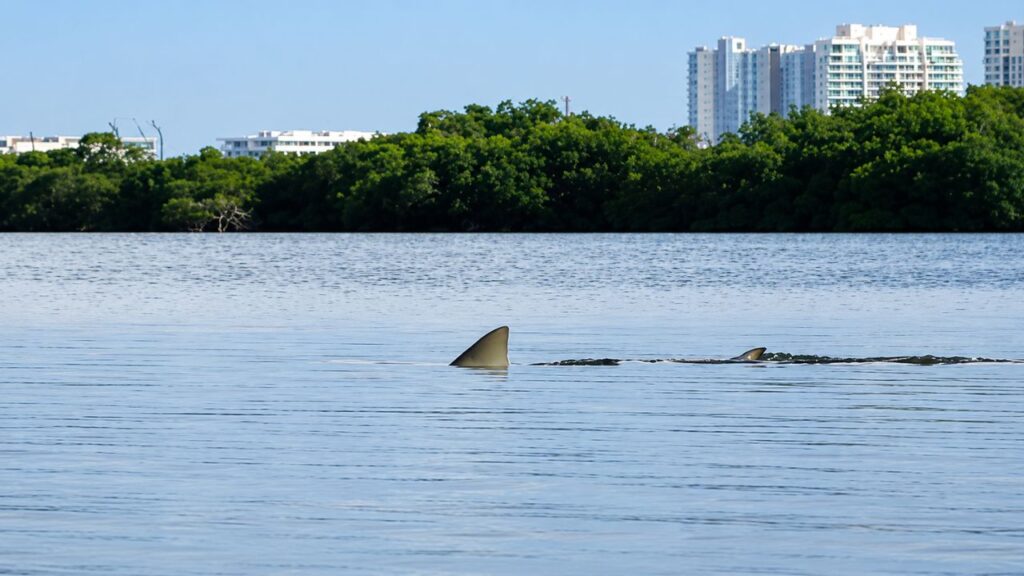 Rastrean tiburones en la laguna Nichupté con ADN ambiental