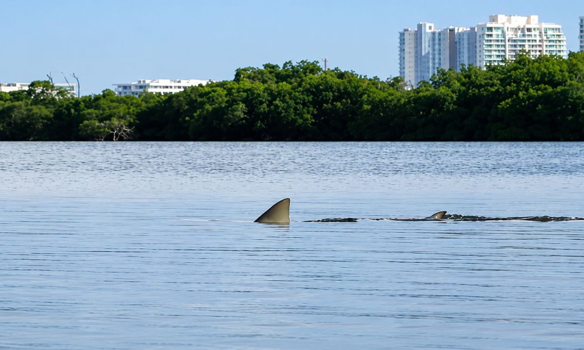 Rastrean tiburones en la laguna Nichupté con ADN ambiental