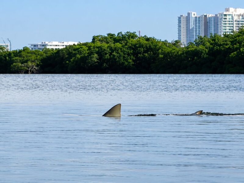 Rastrean tiburones en la laguna Nichupté con ADN ambiental