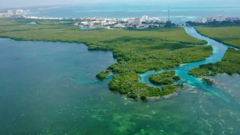 Rastrean tiburones en la laguna Nichupté con ADN ambiental