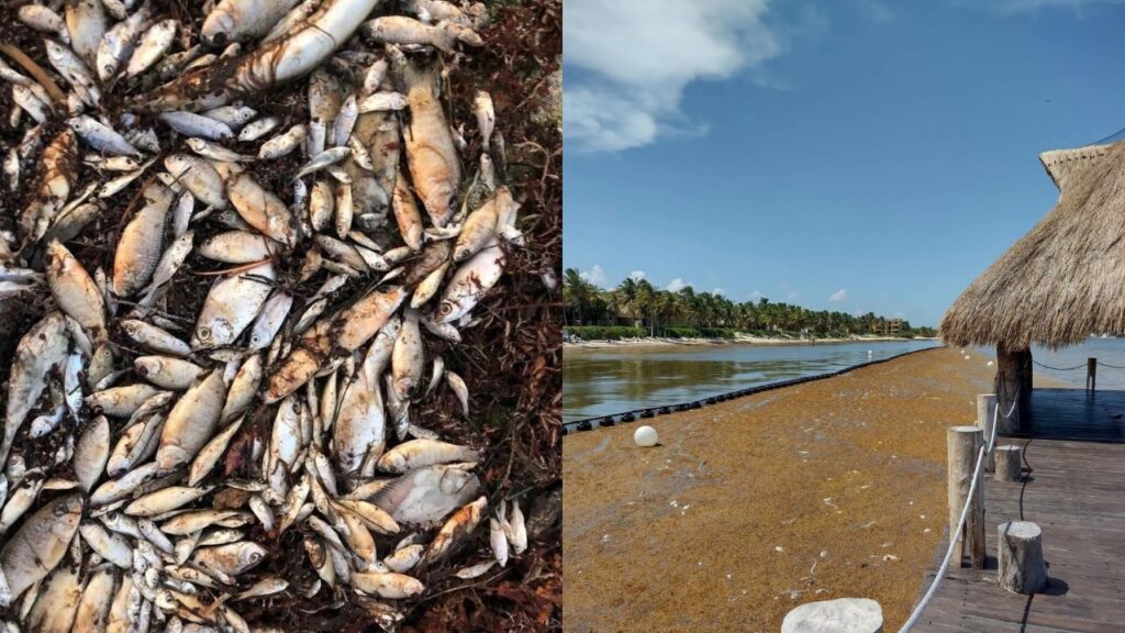 Recale de peces muertos en Bahía Petempich por sargazo