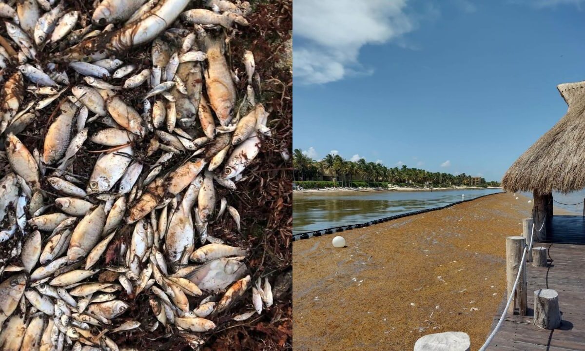 Recale de peces muertos en Bahía Petempich por sargazo