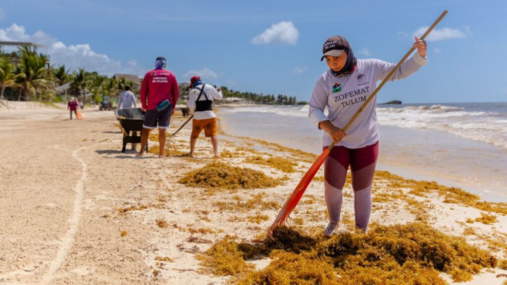 Recolección de sargazo en Tulum 2026 se duplica: van 2,800 t
