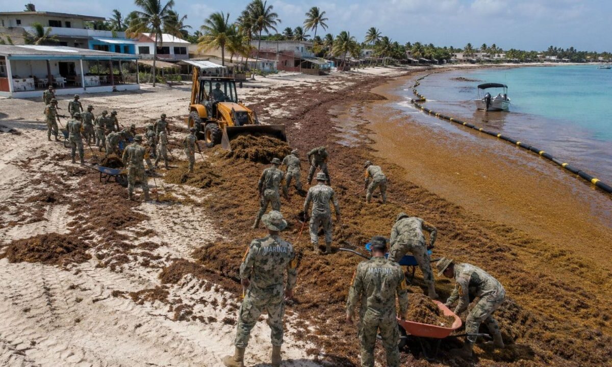 Sargazo en Quintana Roo: prevén recale de 600 mil toneladas