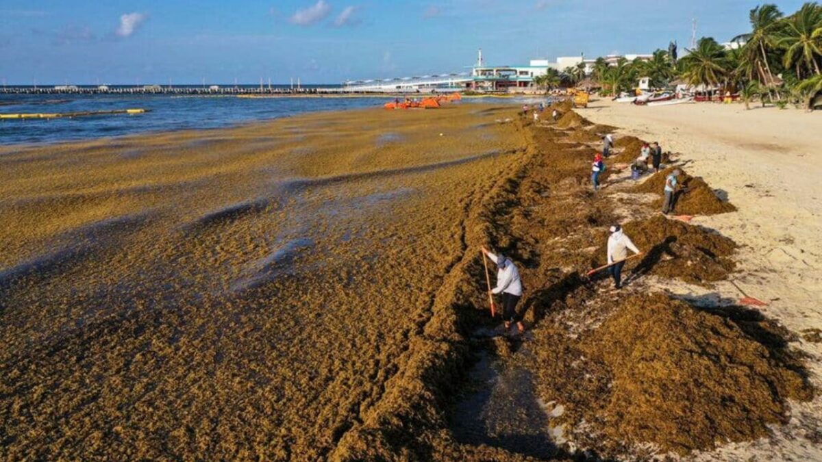 Sargazo en Quintana Roo costaría 11% del PIB