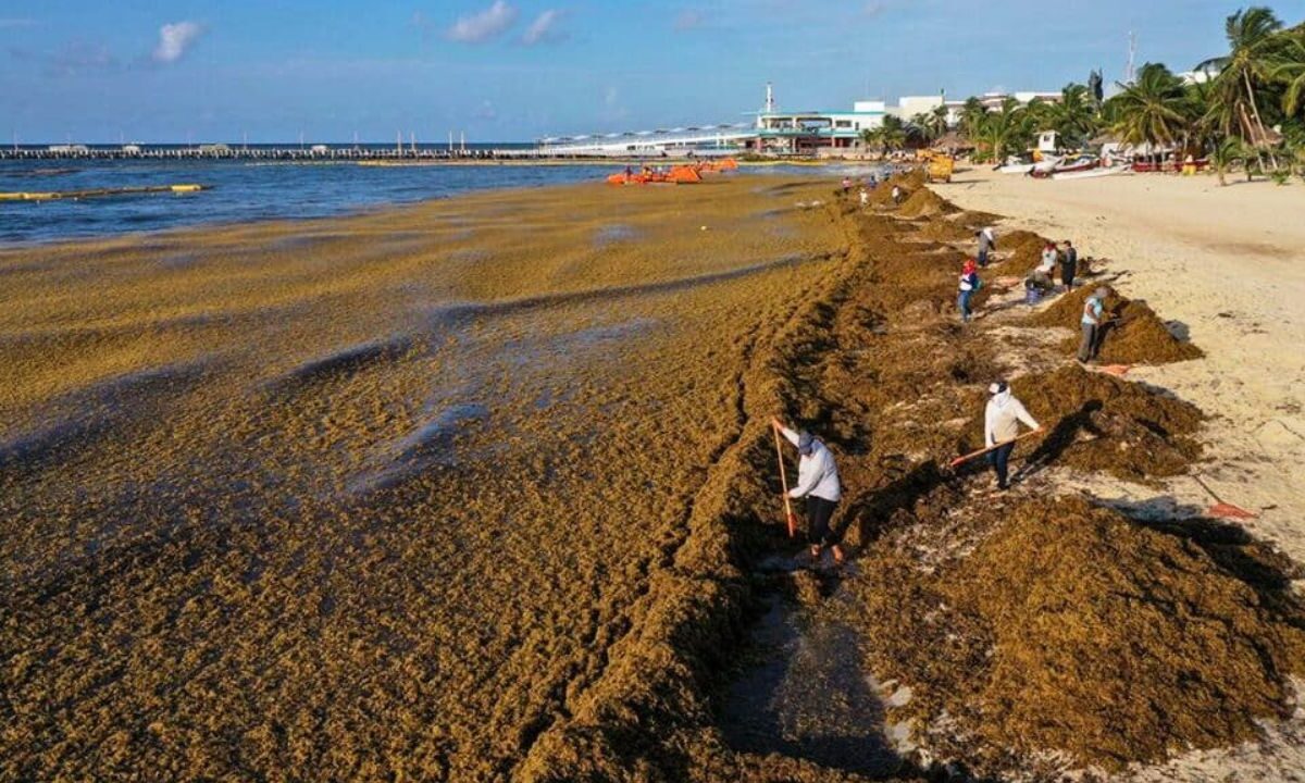 Sargazo en Quintana Roo costaría 11% del PIB