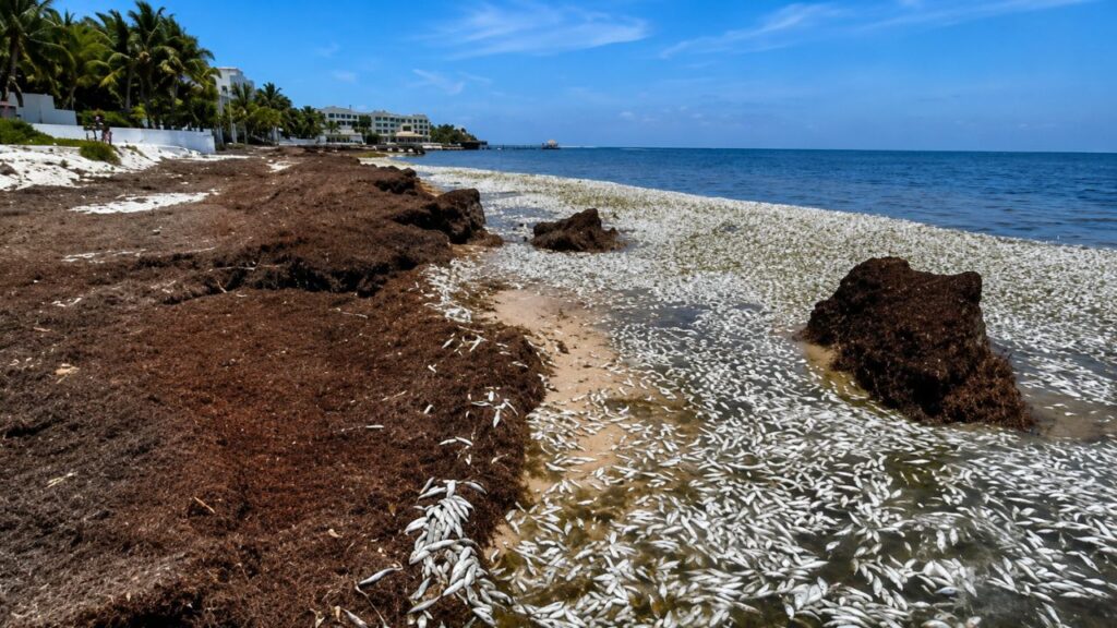 Sargazo en Quintana Roo 2026: Alerta por más de 92 mil toneladas