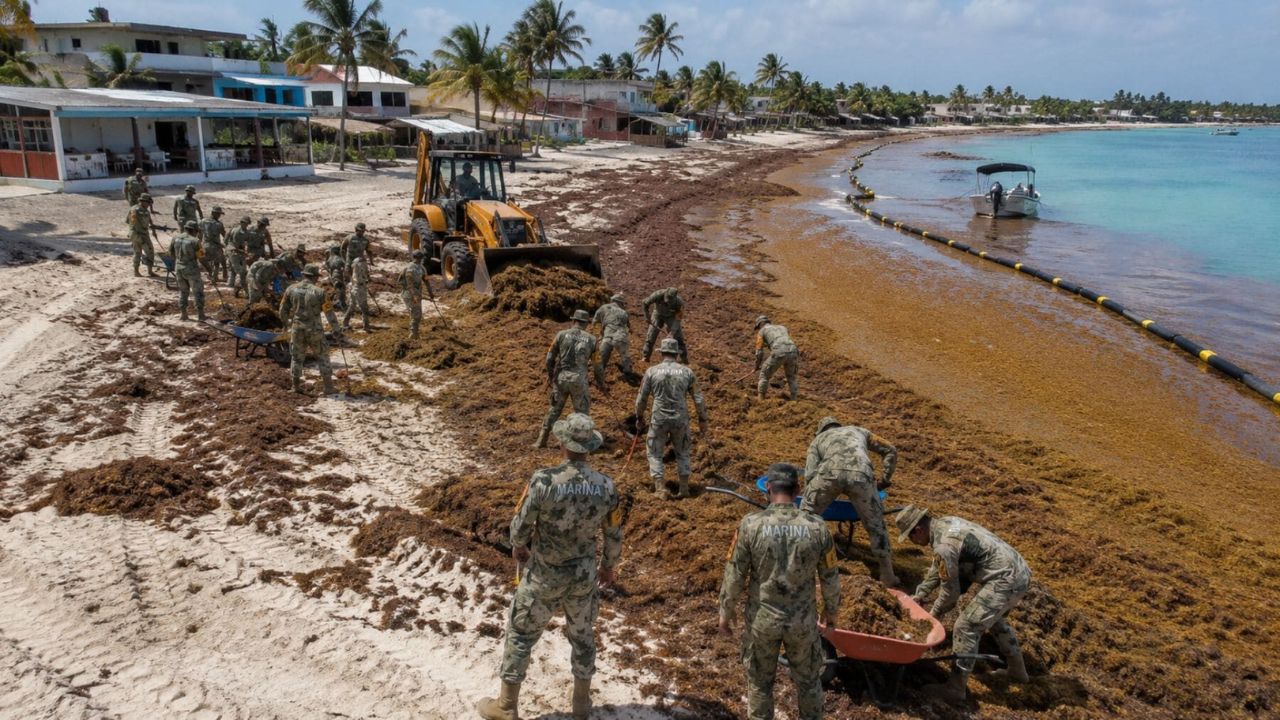 Sargazo en Quintana Roo 2026: Alerta por más de 92 mil toneladas