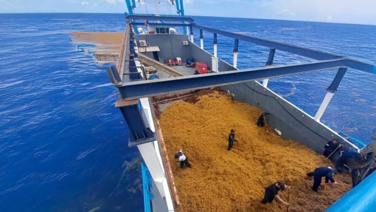 Sargazo en Quintana Roo 2026: Van casi 80 mil toneladas