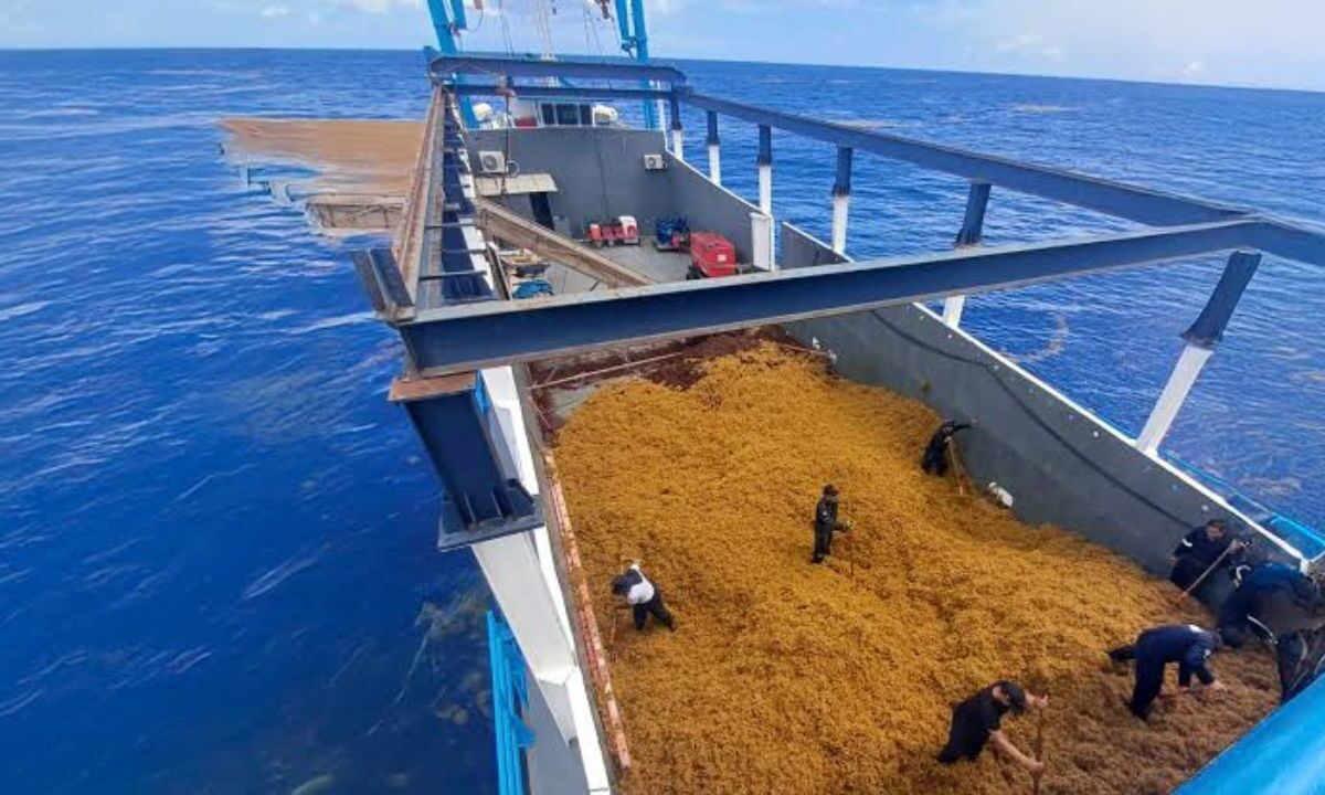 Sargazo en Quintana Roo 2026: Van casi 80 mil toneladas