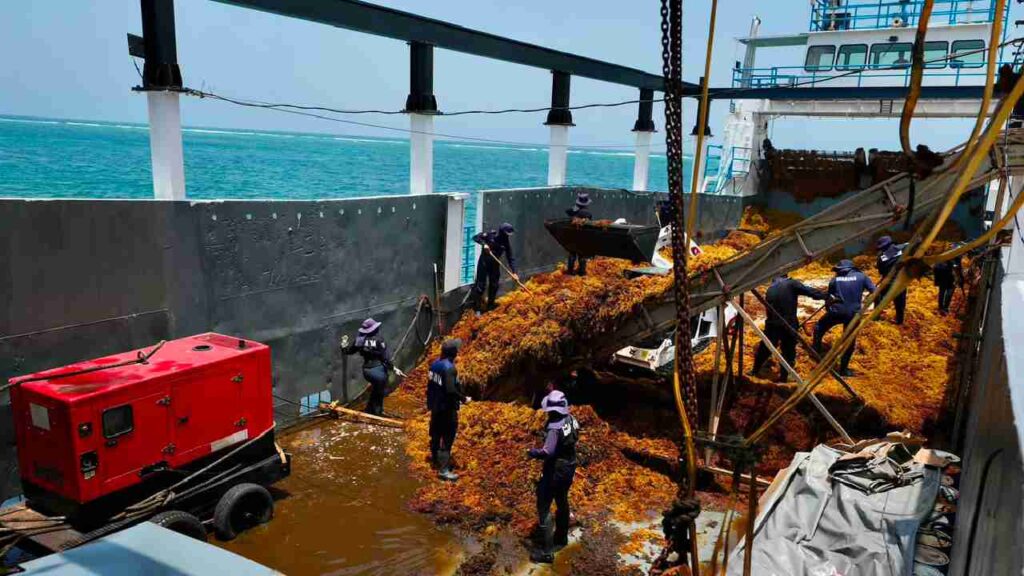 Sargazo: Caribe apuesta por una nueva estrategia para frenar la crisis ambiental y proteger sus playas