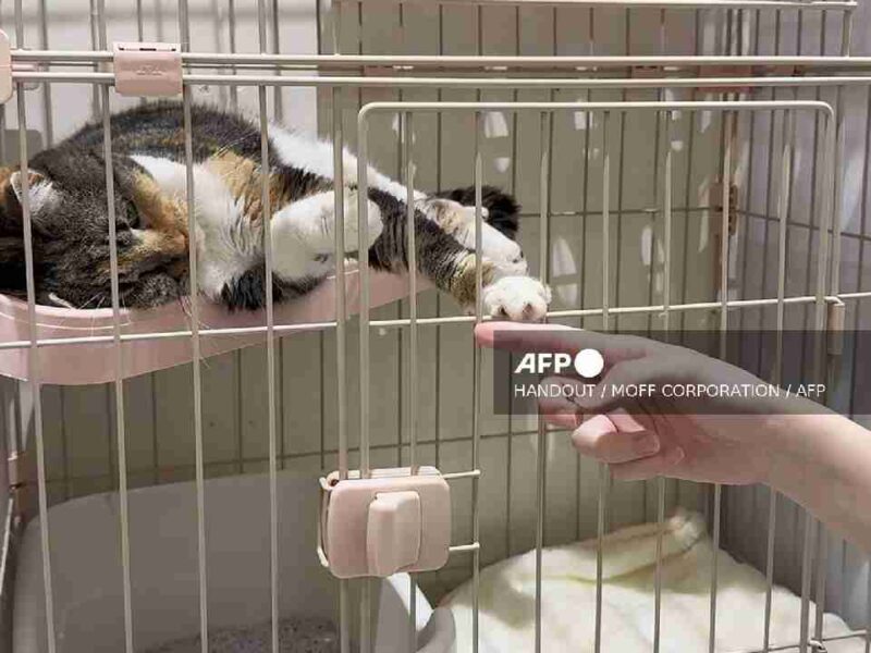 Sismo en Japón: rescatan a 25 gatos atrapados tras el colapso de un centro comercial