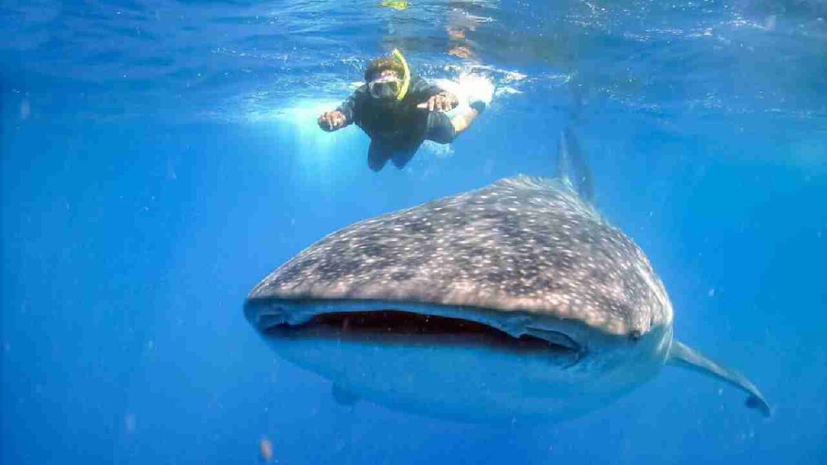 El tiburón ballena podría atraer turismo a la isla.