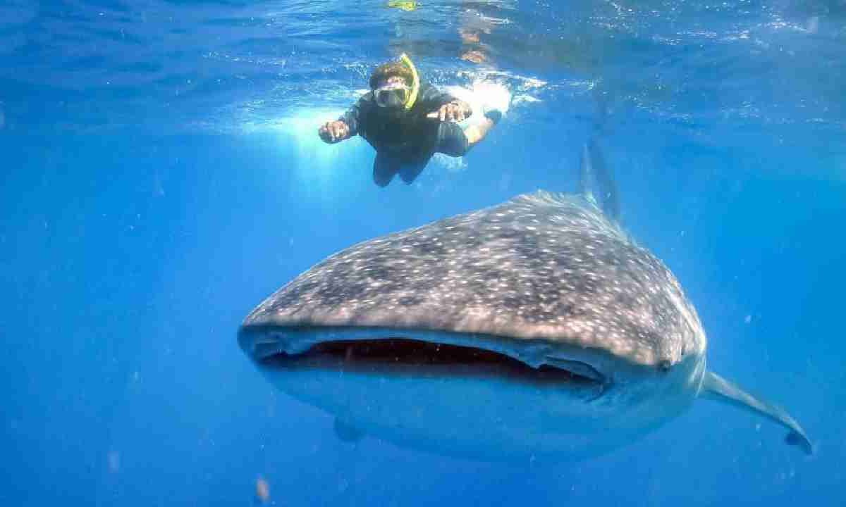 El tiburón ballena podría atraer turismo a la isla.